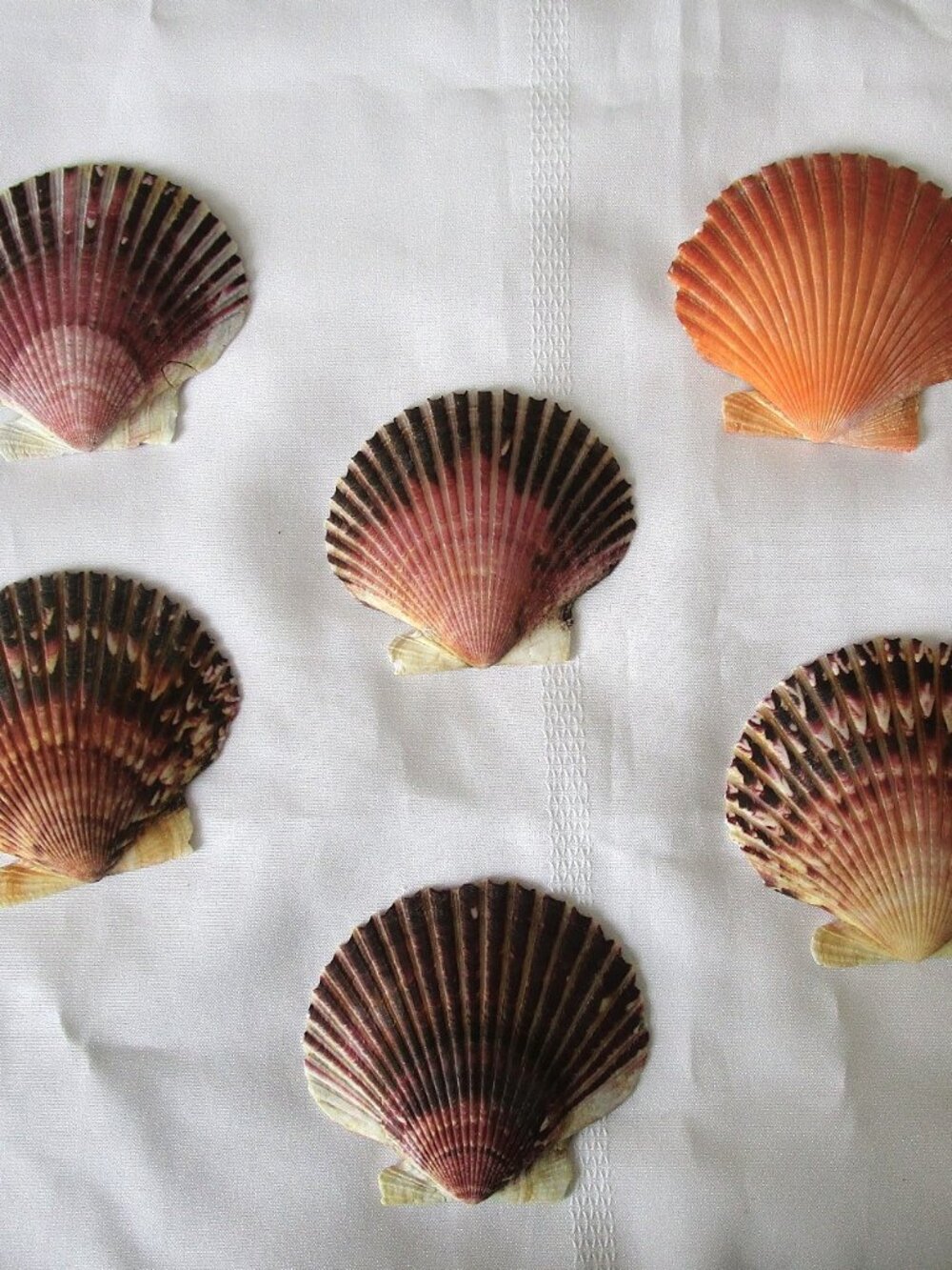 Set Of 6 Natural Scallop Shells for Crafts, Baking, Decor